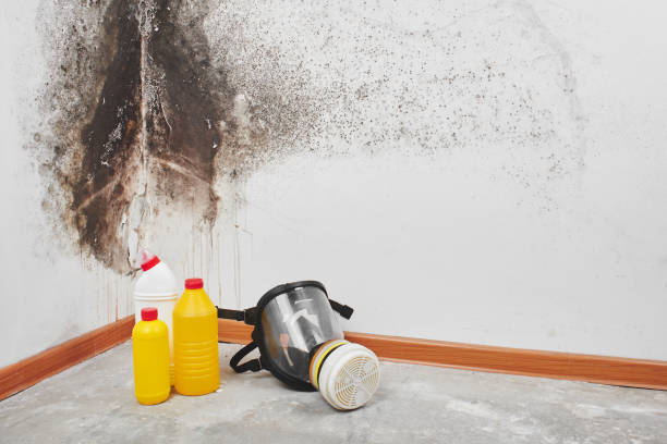 Best Black Mold Removal  in St Gabriel, LA