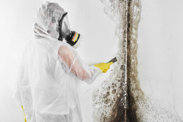 Best Mold Damage Repair  in St Gabriel, LA