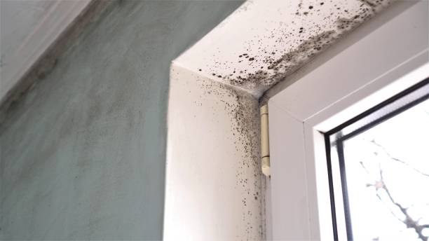 Best Mold Damage Repair  in St Gabriel, LA