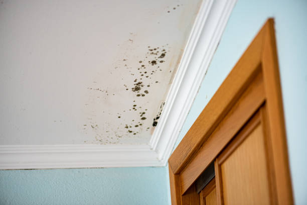 Best Toxic Mold Removal  in St Gabriel, LA