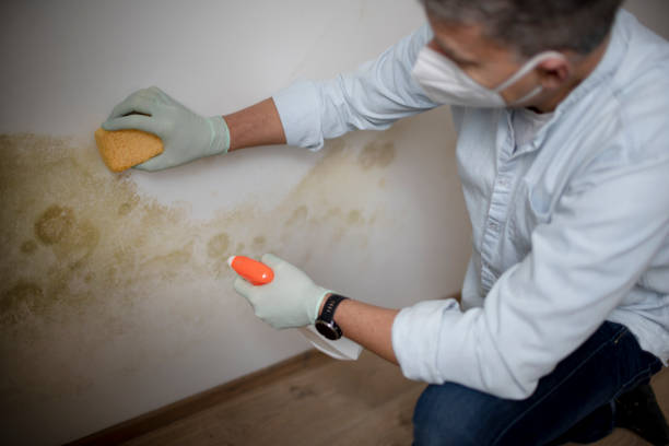 Best Attic Mold Removal  in St Gabriel, LA