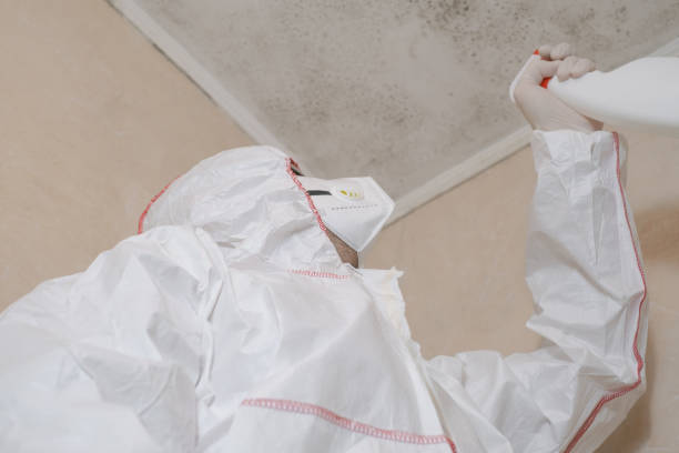 Best Attic Mold Removal  in St Gabriel, LA