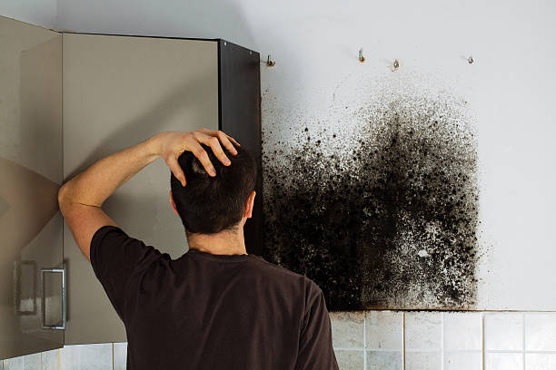 Best Certified Mold Removal  in St Gabriel, LA