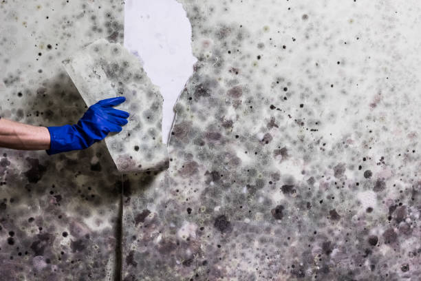 Best Toxic Mold Removal  in St Gabriel, LA