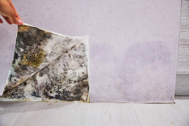 Best Office Mold Removal Services  in St Gabriel, LA
